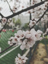 Close-up of apple blossoms in spring