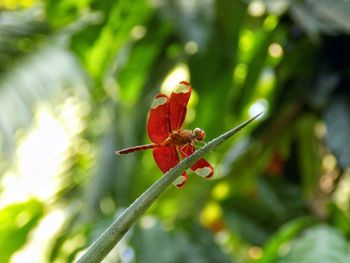 Winged insect on stem against blurred background