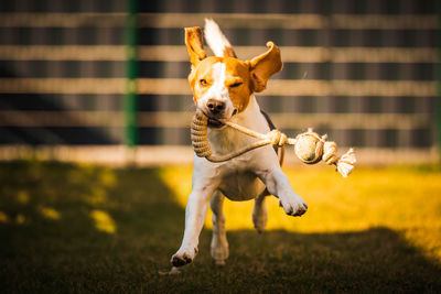 Happy beagle dog in backyard runs and hops jocularly with the toy towards camera. pets in garden.