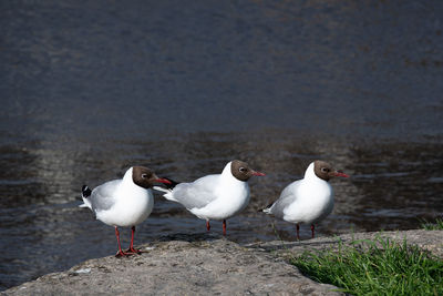 Three black headed gulls posing for a picture