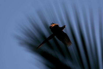 Close-up of bird flying