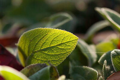 Close-up of green leaf