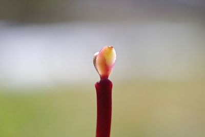 Close-up of red flower bud