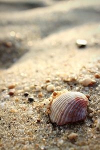 Close-up of shell in sand during sunny day