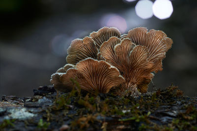 Close-up of mushroom growing on field