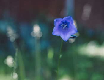 Close-up of flower blooming outdoors