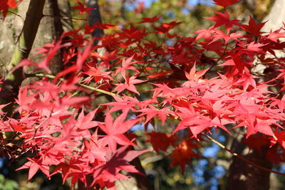 Close-up of red maple tree during autumn