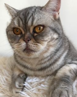 Close-up portrait of a cat