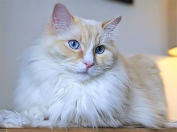 Close-up portrait of a ragdoll cat.