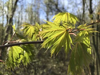 Close-up of leaves on tree trunk in forest