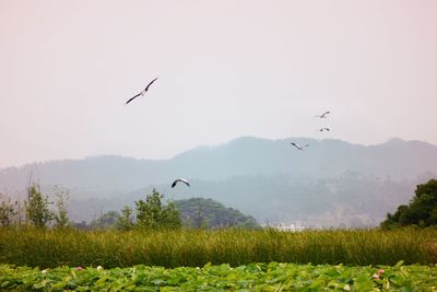Birds flying against mountains and sky