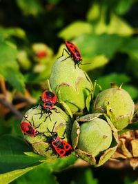 Close-up of ladybug on leaf