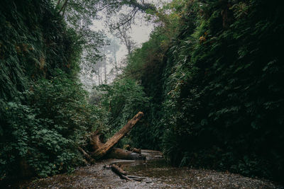 View of trees in forest