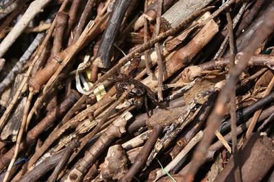 Close-up of tree stump