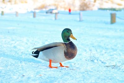 Close-up of duck on lake during winter