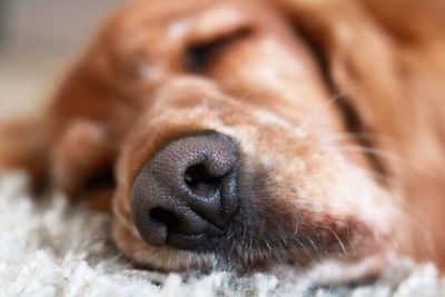 Close-up of dog
