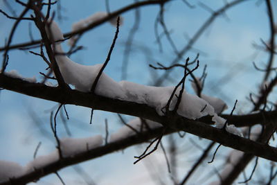 Low angle view of bird on branch against sky