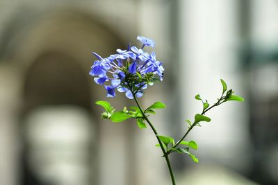 Close-up of flowers blooming outdoors