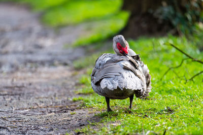 Duck on a field