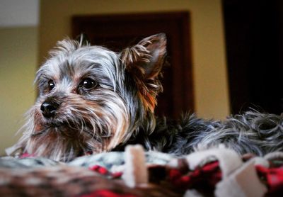 Close-up portrait of dog