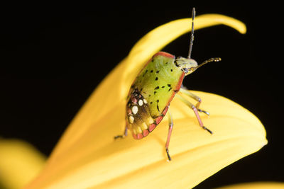 Nezara viridula bug or southern green stink bug on a sunflower. an extreme closeup of a stink bug.