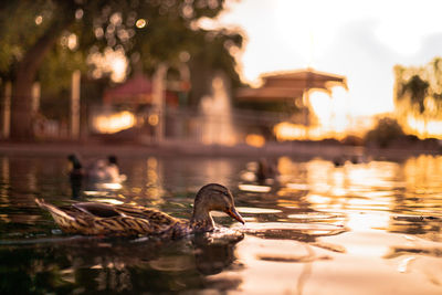 Swan swimming in lake during sunset