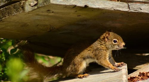 Close-up of squirrel on wood