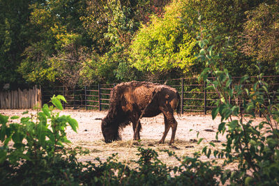 View of a horse on field