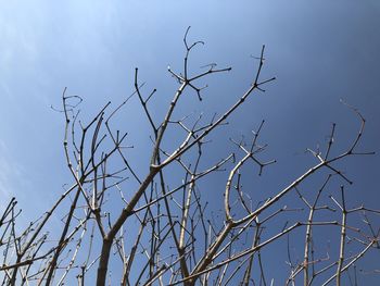 Low angle view of bare tree against clear blue sky