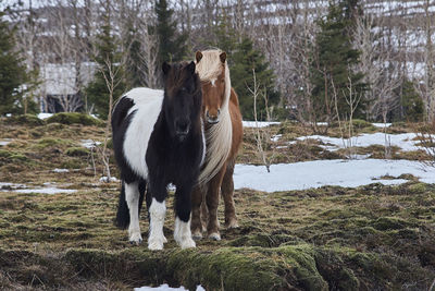 Horse on tree