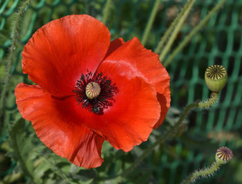 Close-up of red poppy flower