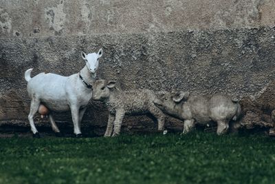 Sheep in a field