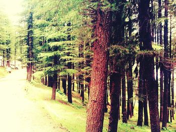 Footpath amidst trees