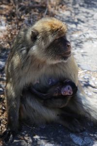 Close-up of monkey sitting outdoors