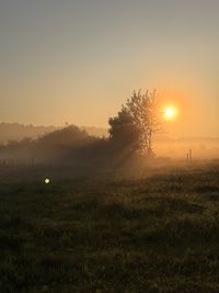 sunlight
