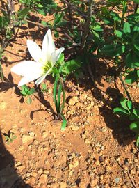 High angle view of white flowers blooming outdoors