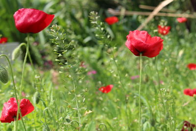 Close-up of red poppy blooming outdoors