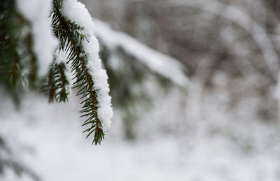 Close-up of frozen plant during winter