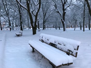 Snow covered land and trees