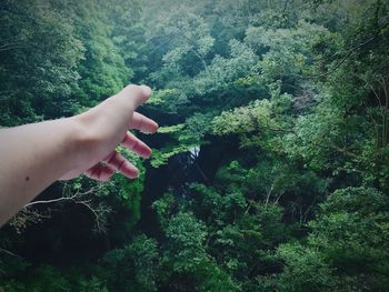 Cropped image of person holding plant in forest