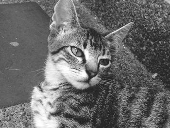 High angle view of stray cat resting on footpath