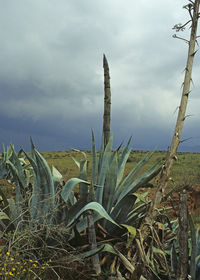 Close-up of plants on field against sky