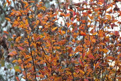 Close-up of autumnal tree