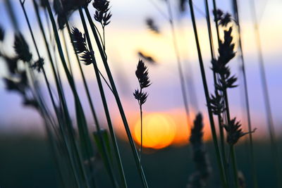 Close-up of plant against sky during sunset