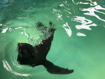 High angle view of turtle in sea