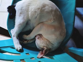 Close-up of a dog sleeping