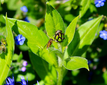 Close-up of insect on leaf