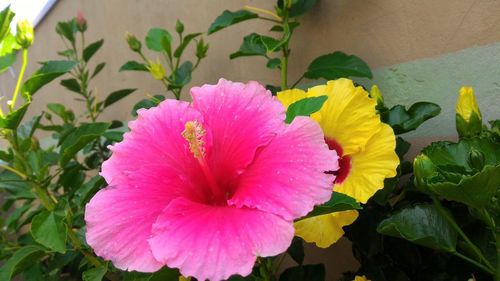 Close-up of pink flower blooming outdoors