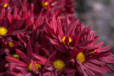 Close-up of red flowers blooming outdoors