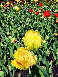 Close-up of yellow tulips